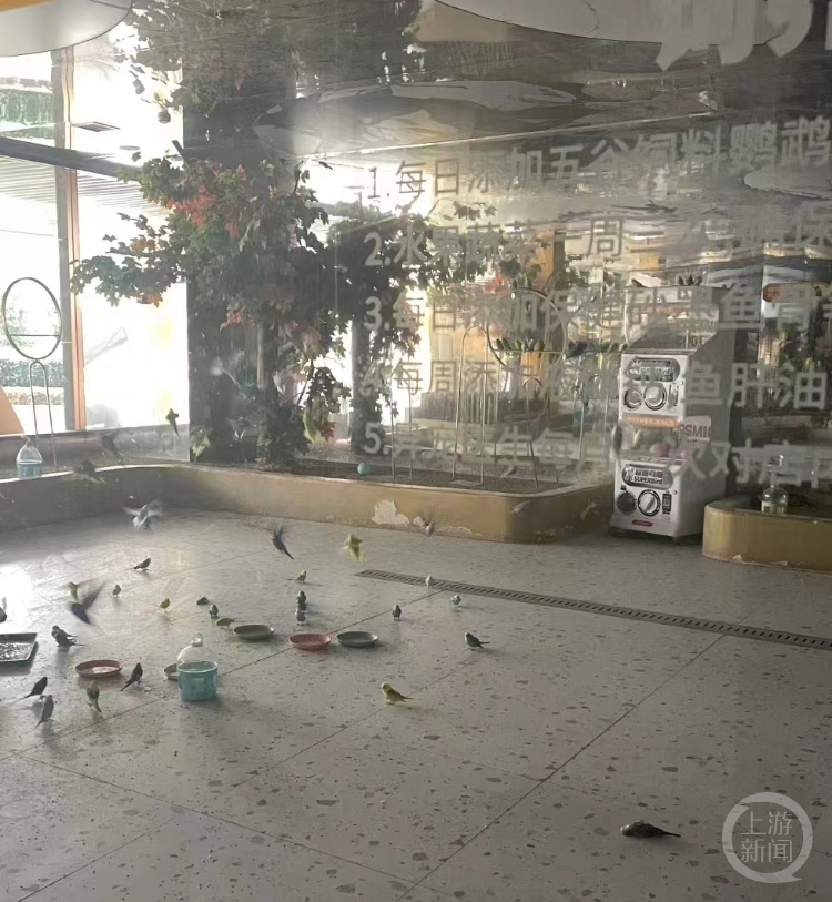 南京一宠物店搬家遗留数十只虎皮鹦鹉？店方回应：将运至上海