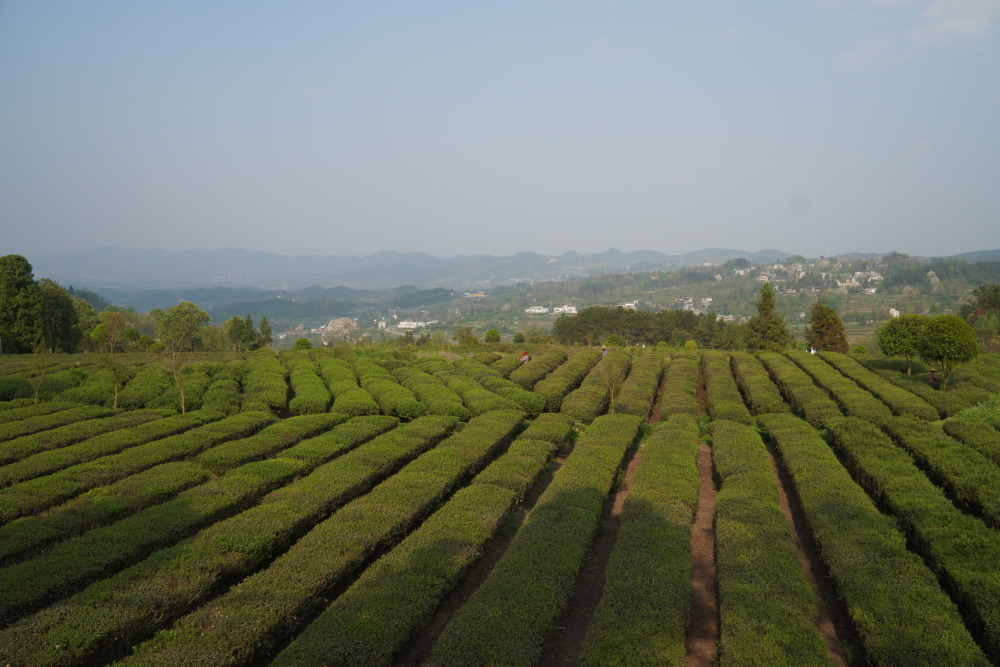 这是4月2日在贵州省石阡县龙井仡佬族侗族乡枫香坪村拍摄的茶园.