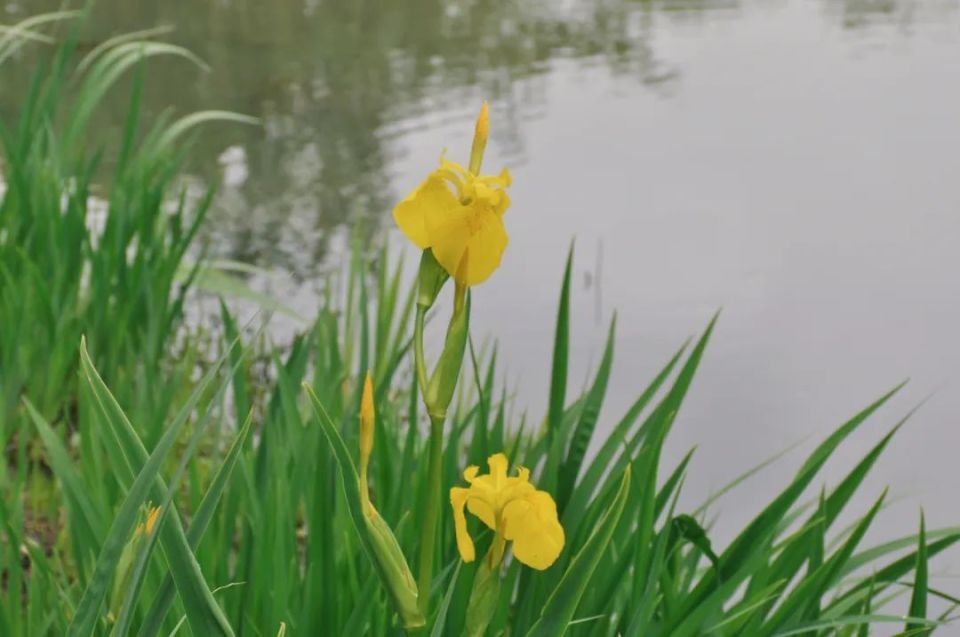 青浦环城水系公园丨送给你暮春到初夏的"繁花",来收图