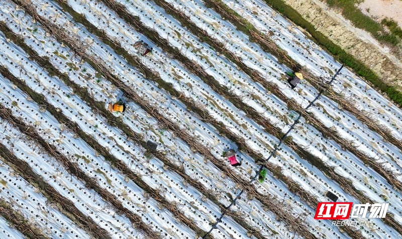 湖南新田：种植二茬鲜食玉米促增收_腾讯新闻