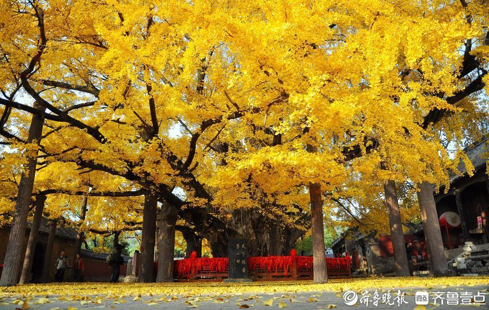 莒县浮来山银杏树入选"大世界基尼斯之最"