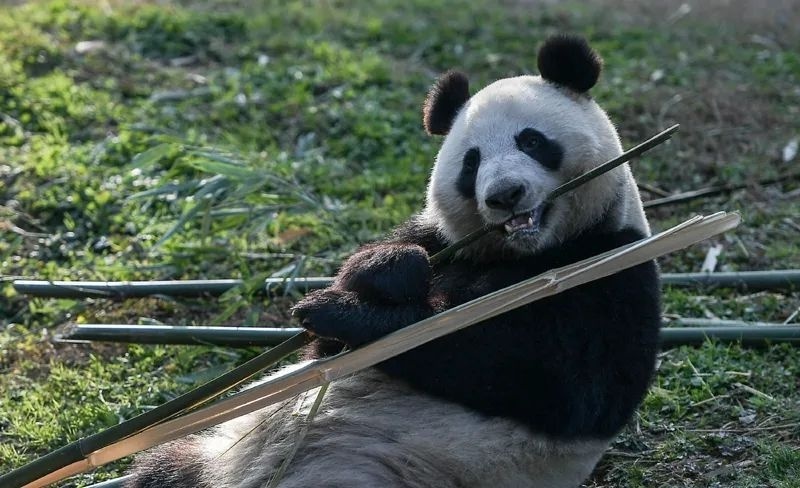 旅芬大熊猫“华豹”“金宝宝”将于今年年内提前接返回国_腾讯新闻