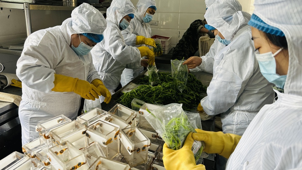 野菜采摘季!森林食品集团的山野菜"三用"