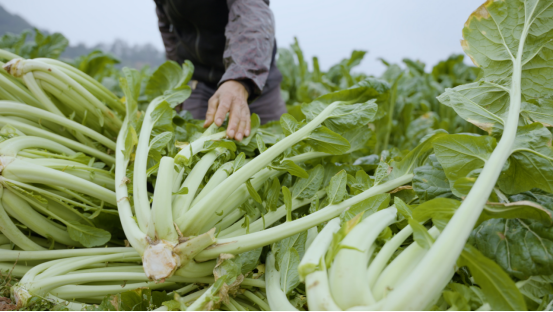 金字招牌 | 舌尖上的金牌配角——宜宾芽菜