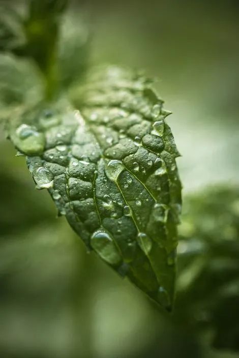 美拉德之后,"薄荷曼波"又火了