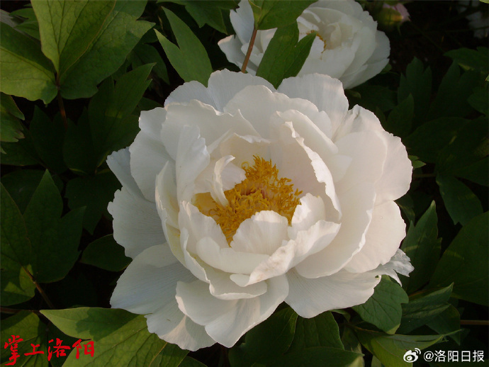 这些花你都见过吗_腾讯新闻