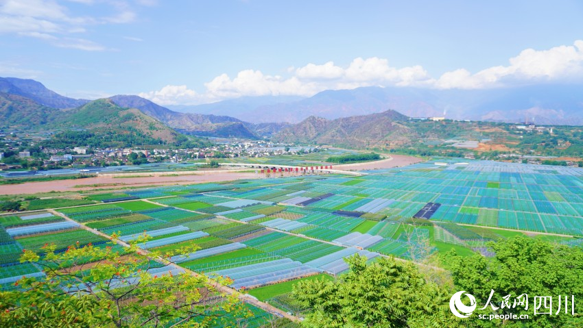 四川米易:稻田管护正忙时 唱好丰收"前部曲"_腾讯新闻