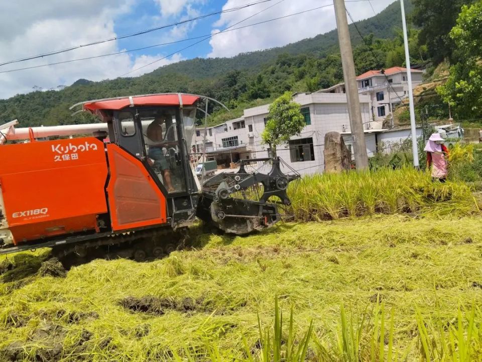 安溪:数百亩红米水稻开镰