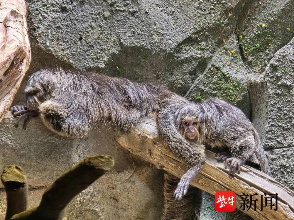 南京红山动物园白面僧面猴“杜杜”一家喜添新丁_腾讯新闻