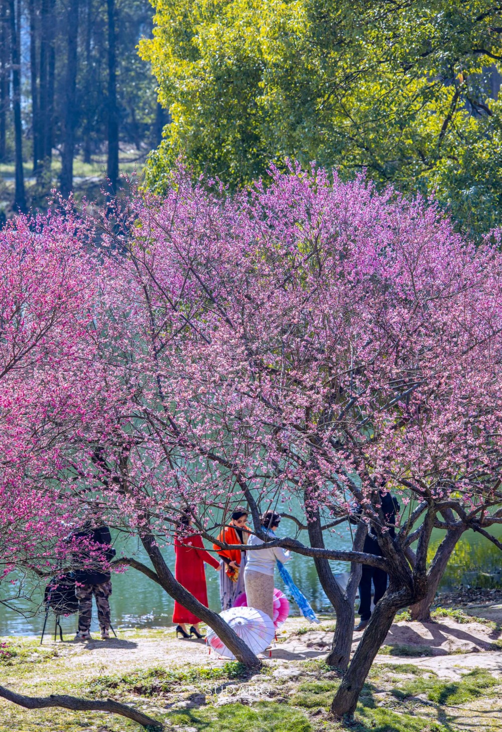 东湖梅园图片