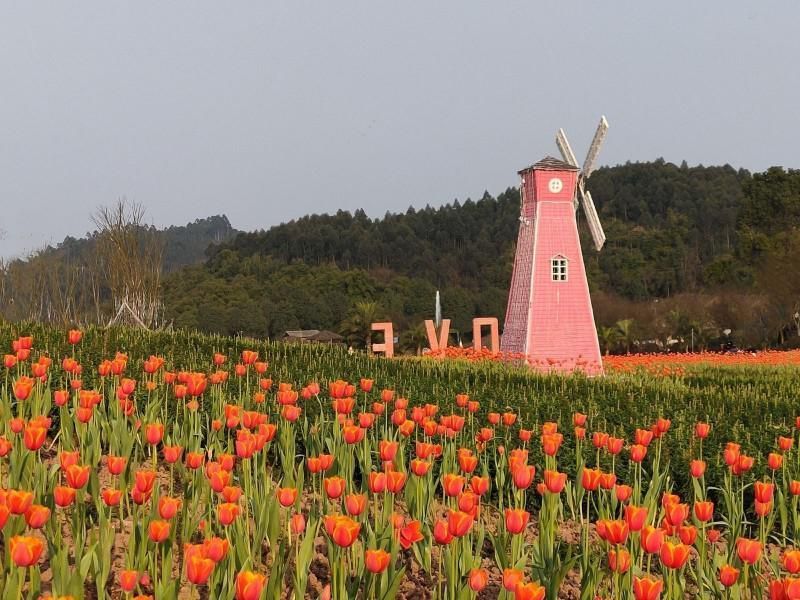 重庆赏花游玩的好地方铜梁奇彩梦园