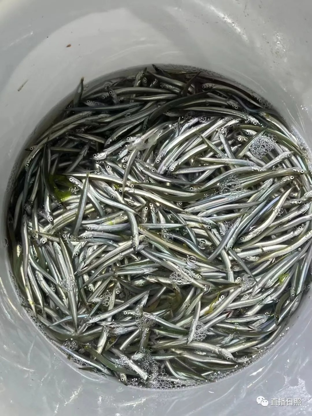 日照海边为啥大量面条鱼上岸权威解答来了