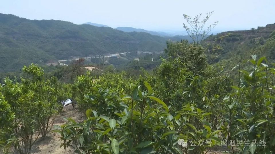 日前,记者来到揭东区玉湖镇坪上村蕴肚山上时,一棵棵茶树迎春吐纳新芽