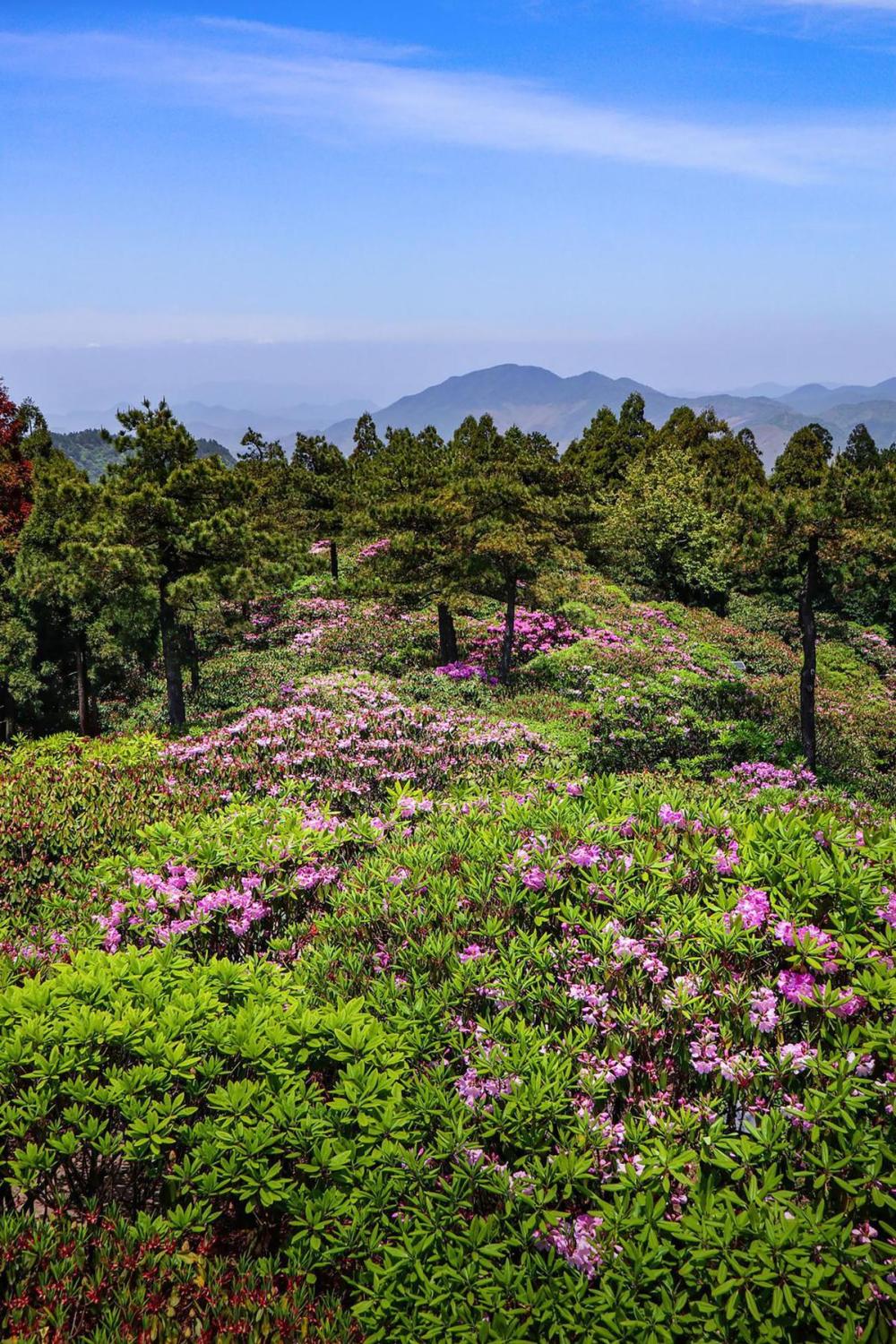 华顶杜鹃:一树千花竞开放 一眼千年醉游人_腾讯新闻