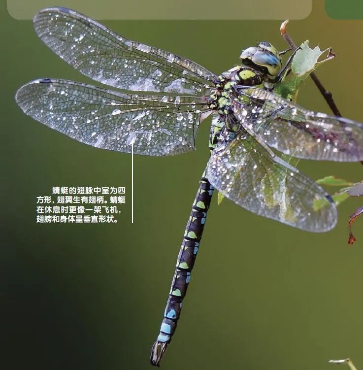蜻蜓和豆娘都是色彩斑斓的昆虫,都有两对翅膀,这些翅膀薄而透明,带有