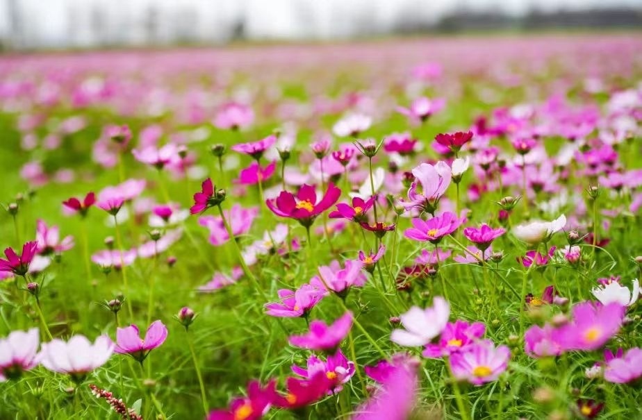 珠海斗门超1500亩花海春节迎客