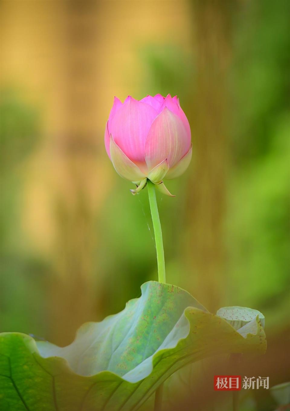 荷花风景图真实图片