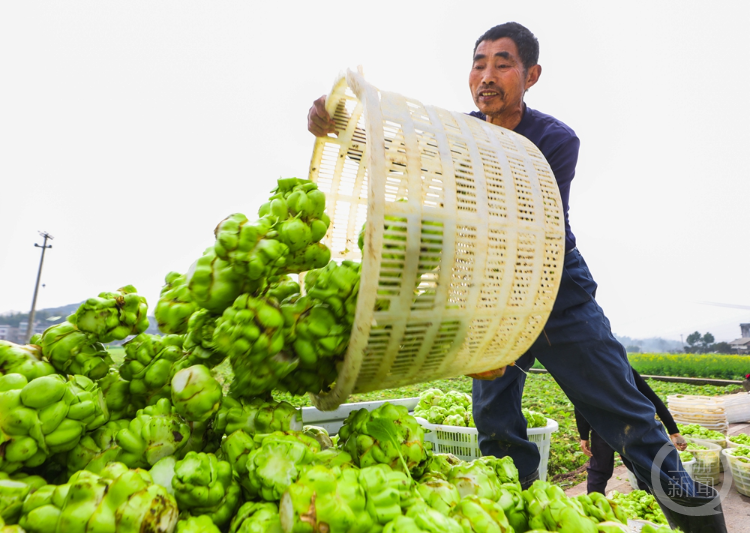 青菜头绘就增收路