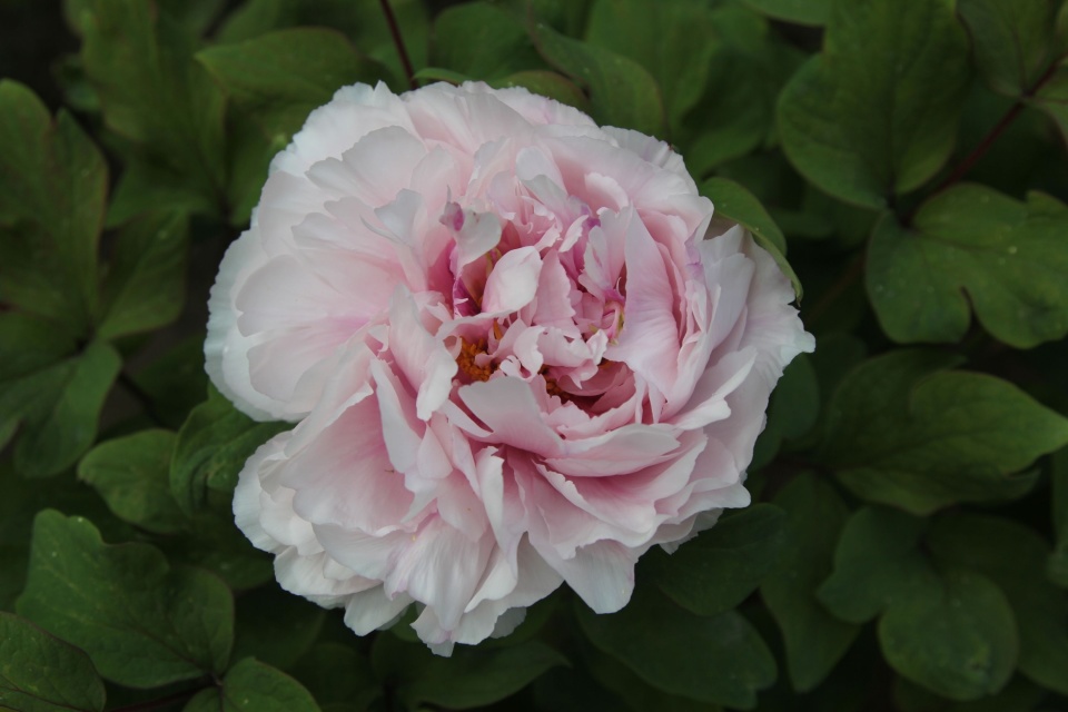 汉阳公园牡丹开了罕见荷苞牡丹首次亮相