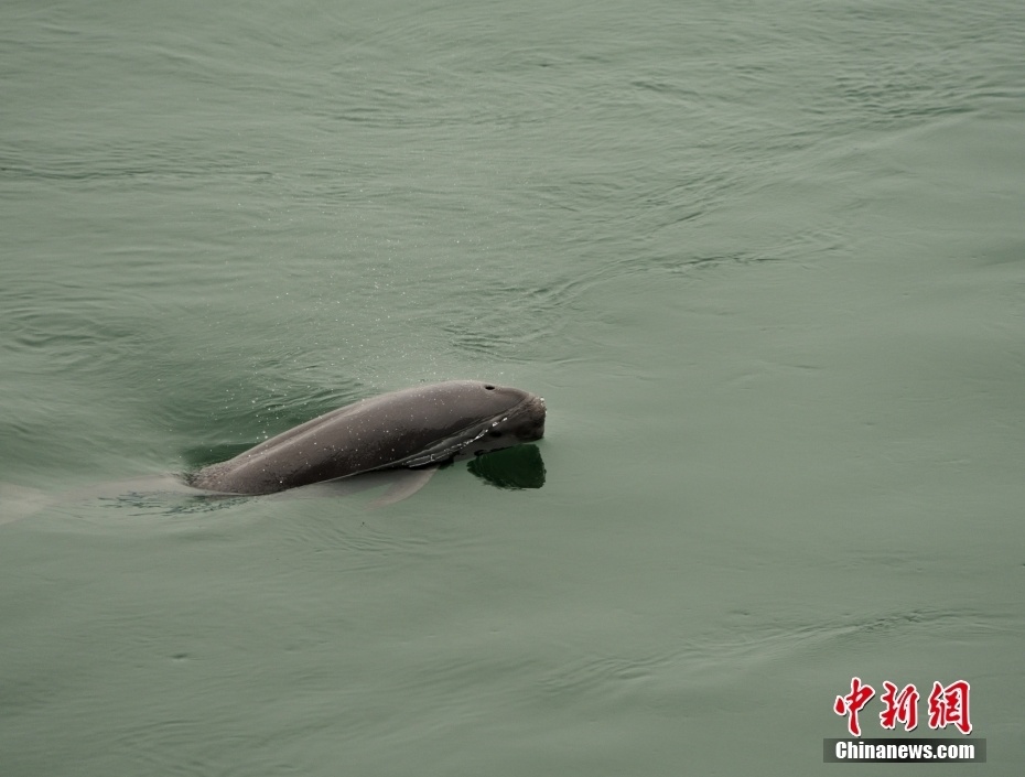 长江江团图片图片