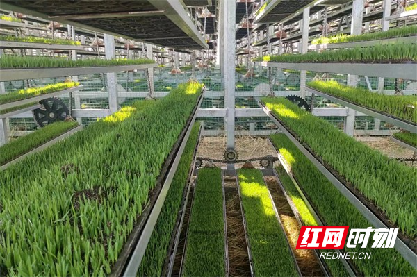永兴:12个水稻机械化育秧工厂助力春耕生产