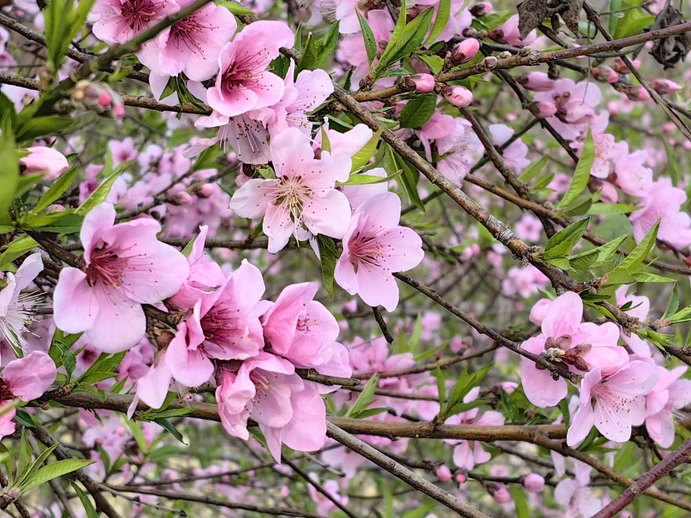 春节春花图片大全图片