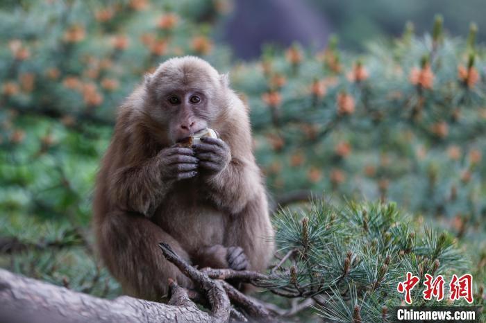 安徽黄山短尾猴萌趣迎游客