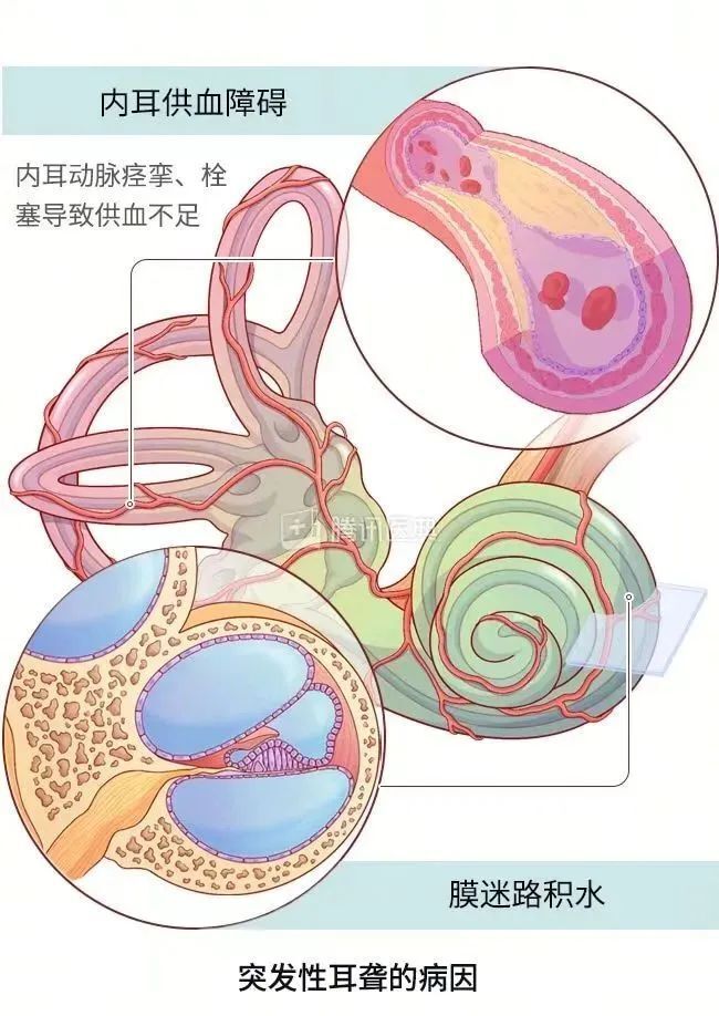 耳朵的血管分布图图片