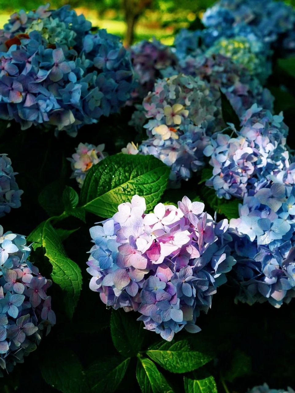 漫山遍野的绣球花海美到失语,趁人少我先冲了!