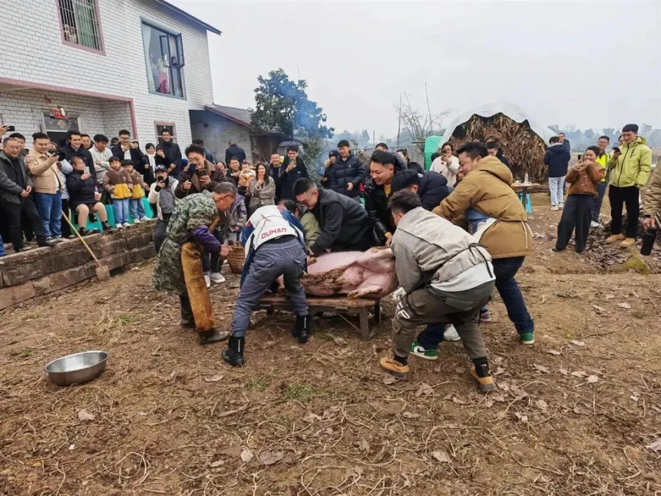 湖南一女子邀请网友帮忙杀猪，一天2000人加入“刨猪汤群”！本人回应：已准备10头猪，让大家开心而来，满意而归_腾讯新闻