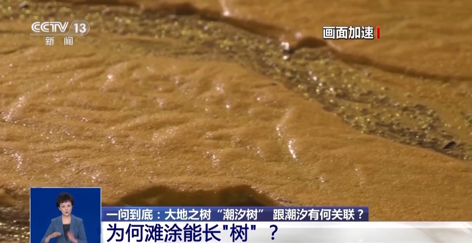 一问到底丨大地之树“潮汐树” 跟潮汐有何关联？_腾讯新闻