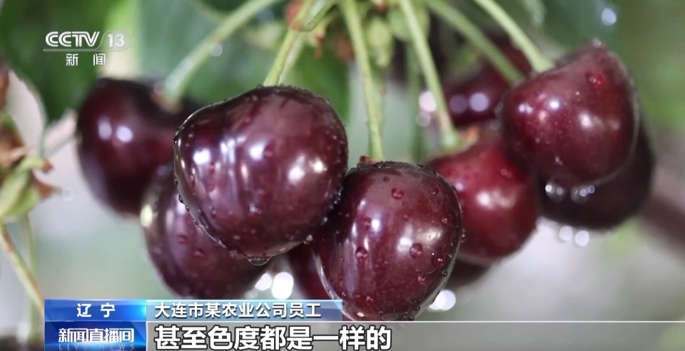 在大连大樱桃主产区之一的瓦房店,一座超大规模设施樱桃种植基地的