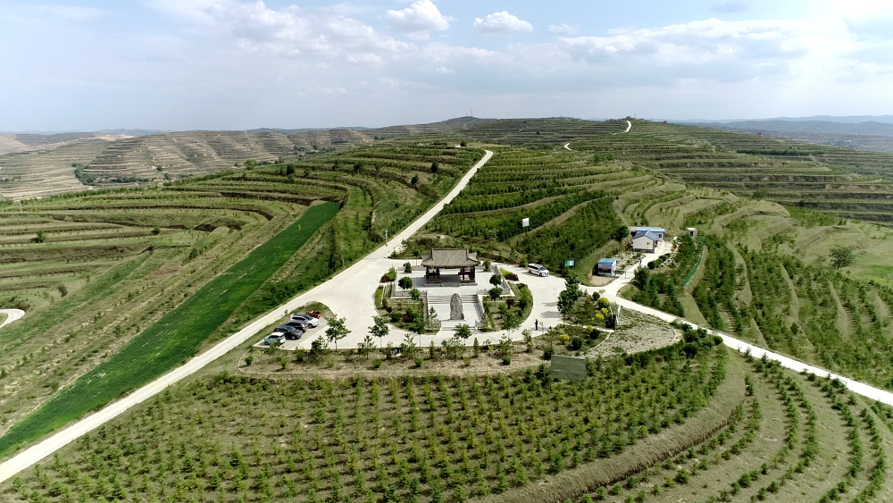 新华全媒黄土地上的友谊林