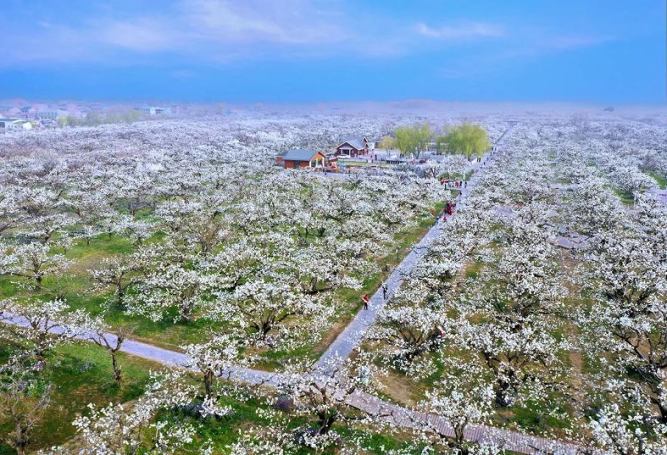 春游江淮 | 第29届中国·砀山梨花节盛大开幕!