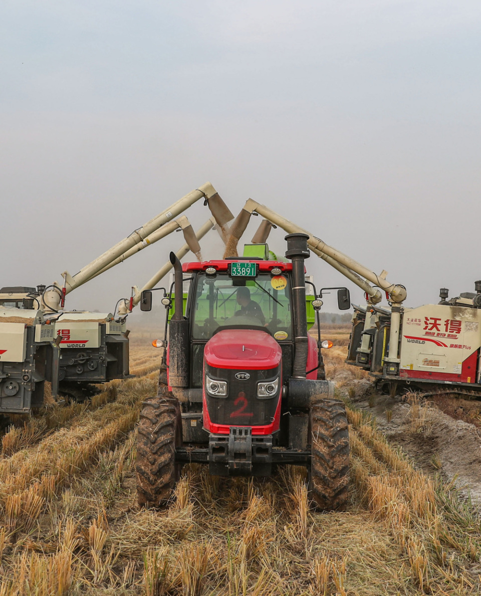 辽宁彰武:沙海变良田 金秋收获忙_腾讯新闻
