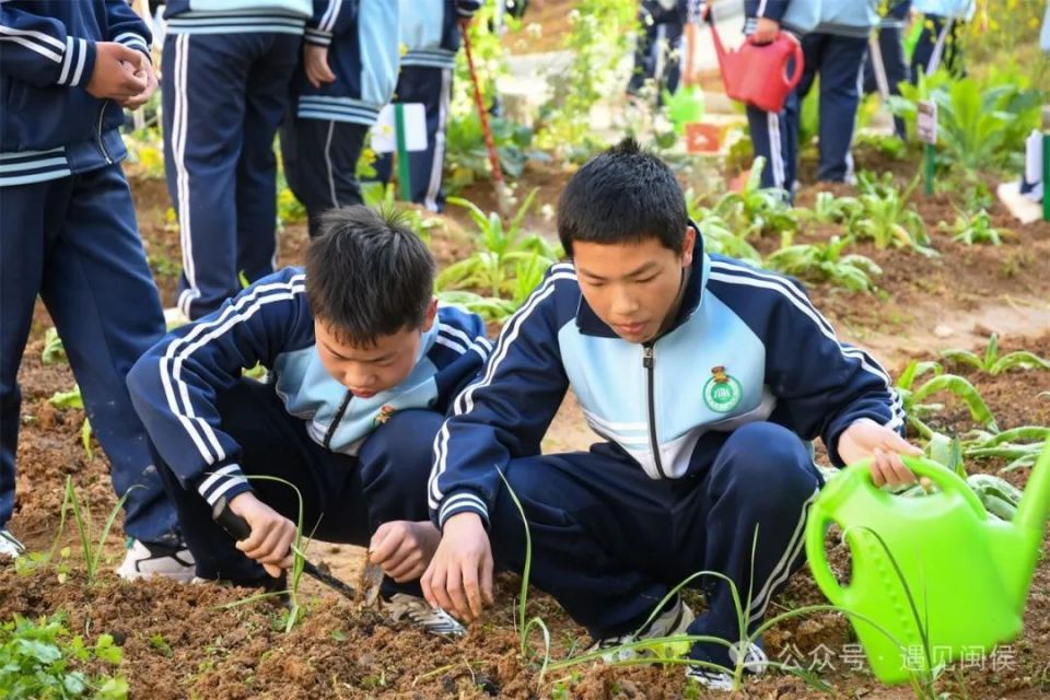 (竹岐中学劳动教育基地里,学生化身"小农人"61陈秋霞/摄)如今,在