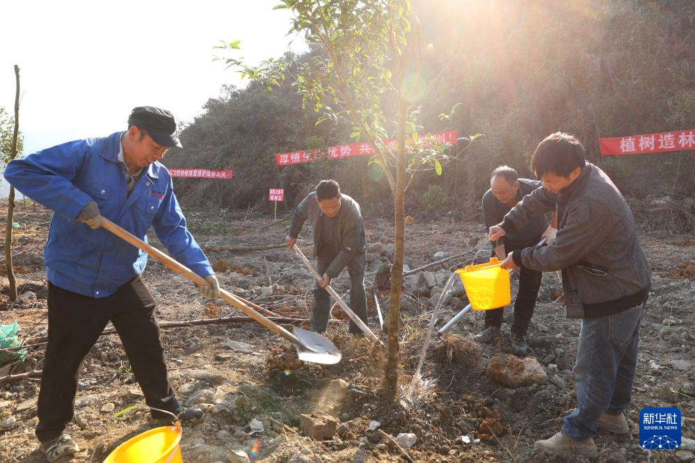 贵州:植树添新绿