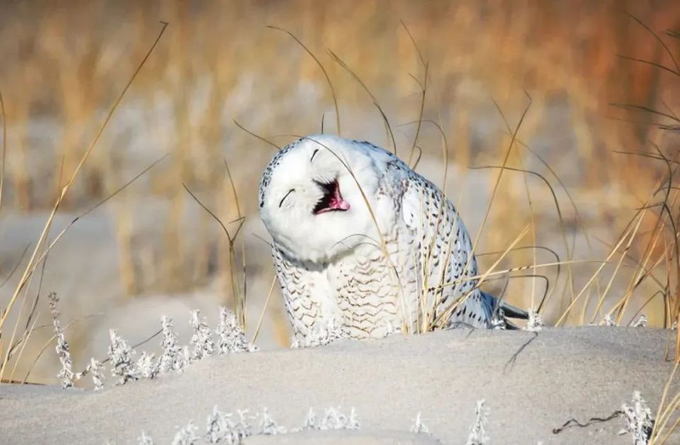 微笑的力量:心理学角度的解读用微笑去面对生活让我们放下烦恼今天也