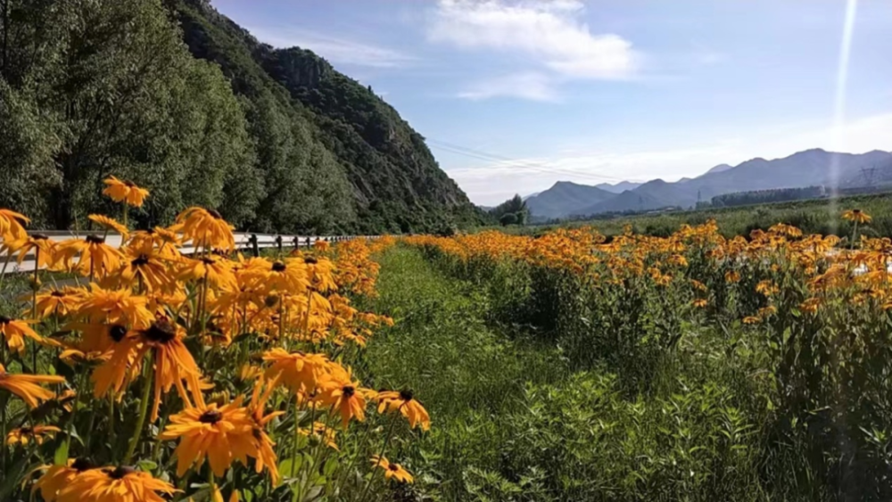 辽阳县公路一路花海,美不胜收