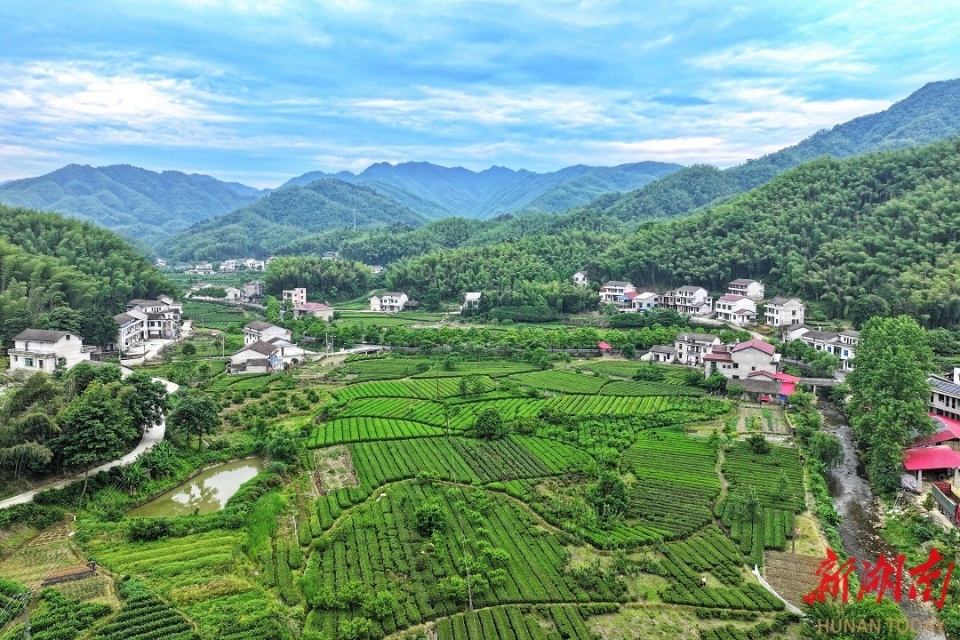 依循"茶香朱溪"的发展路径,大栗港镇朱家村开发有