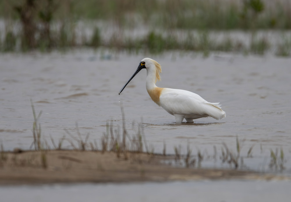 福建:鸟类的乐园