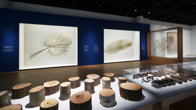 当自然遇见艺术，上海自然博物馆“只有树知道”临展5月1日开幕_腾讯新闻