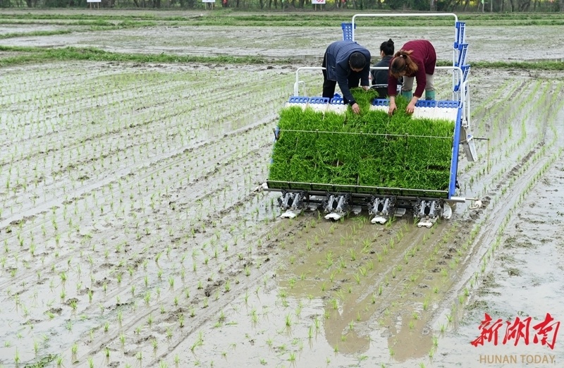 早稻机插忙稻田披绿装