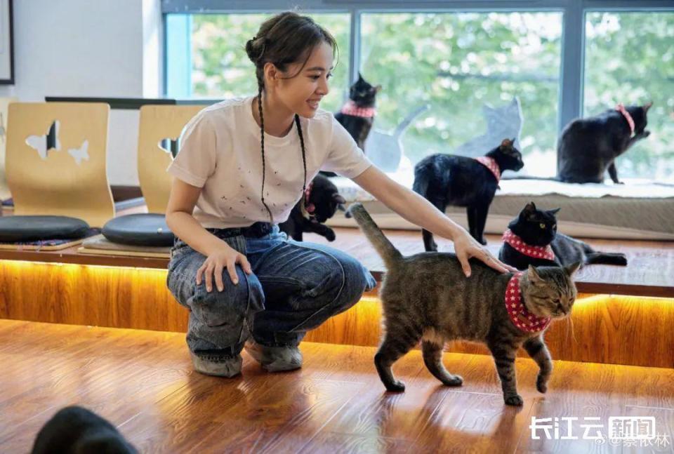 热线停机、欠医院15万，救助猫狗17年的动保协会开猫咖求生_腾讯新闻