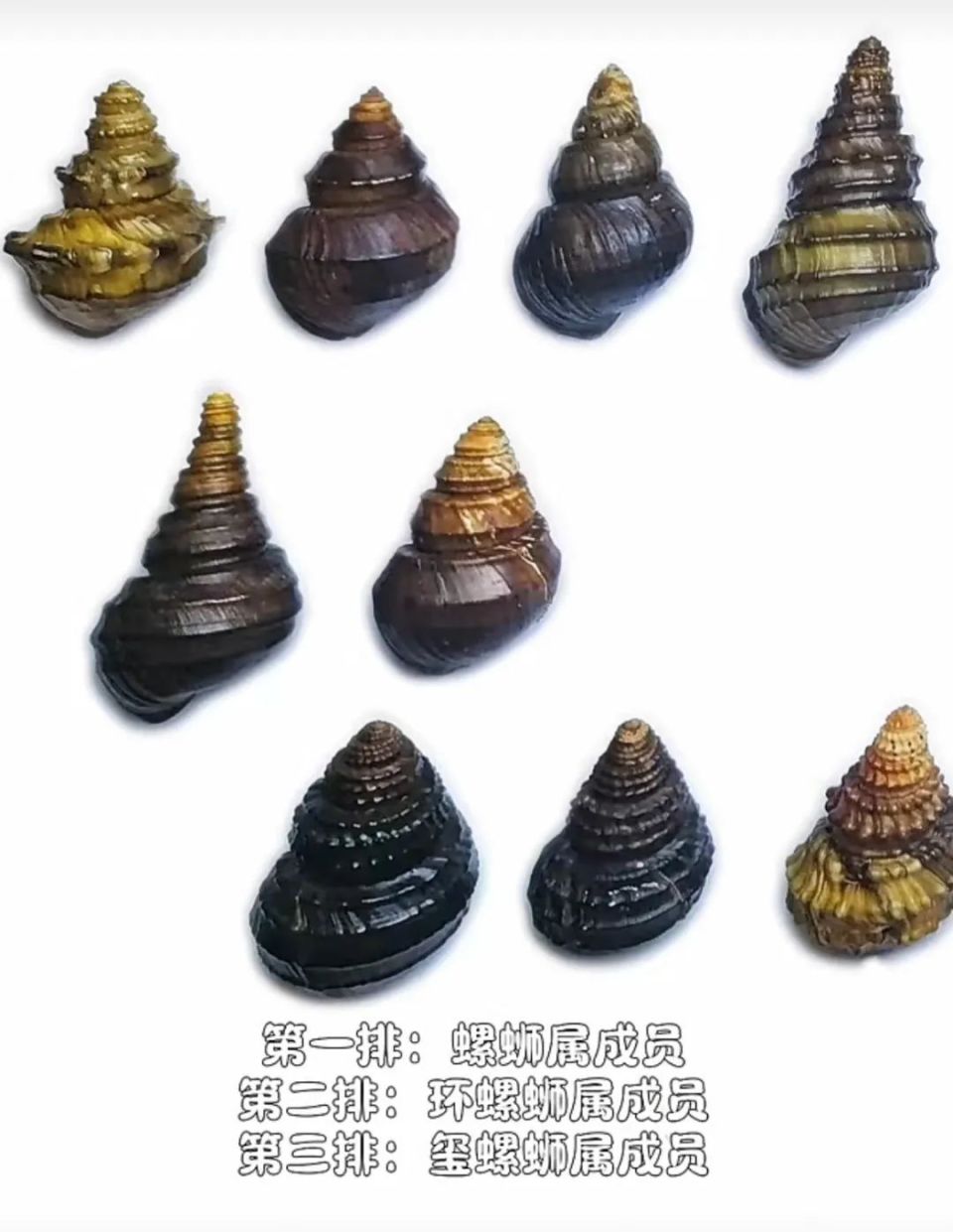 除此之外,消费者最容易混淆的是跟田螺外形比较相似的福寿螺.