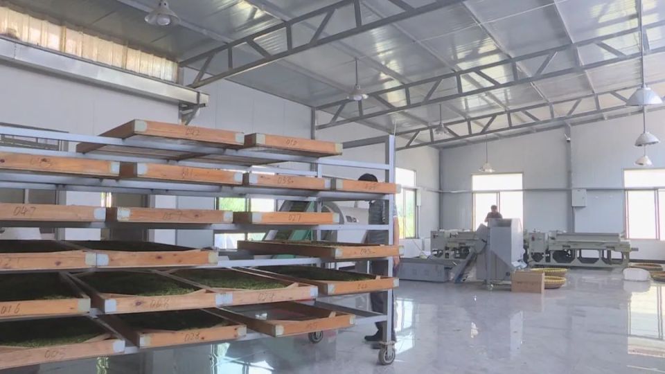 桑叶茶"首秀"出锅!我市绿杨春茶技艺绽新香