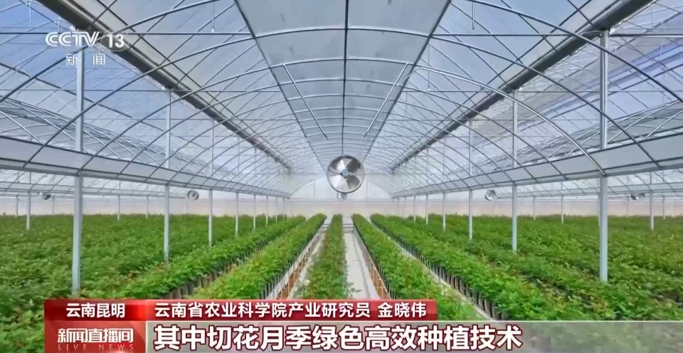 枫树种植技术视频播放大全下载