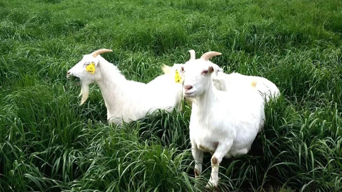 上海人爱吃羊肉,且不论季节.