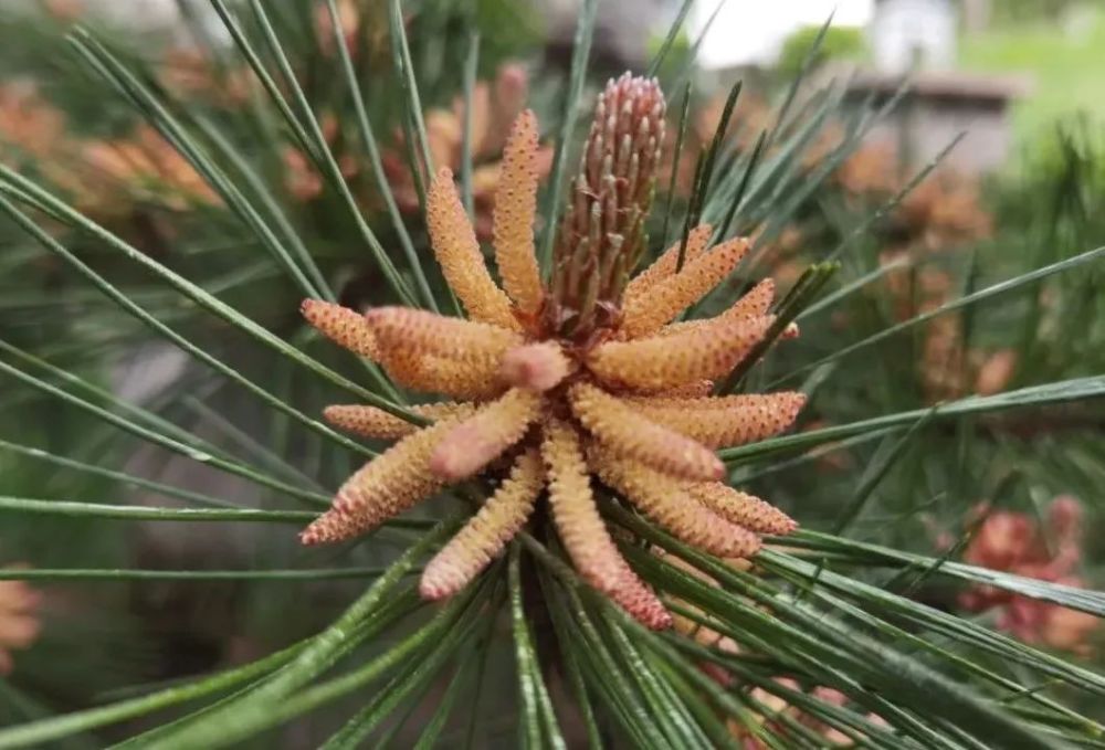 黄山千年迎客松开花啦|新闻早8条_腾讯新闻