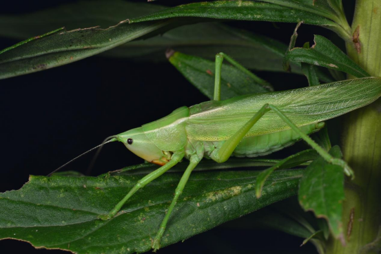 厚头拟矛螽绿色型厚头拟矛螽褐色型入夜九段沙湿地的黑色将我们包裹住